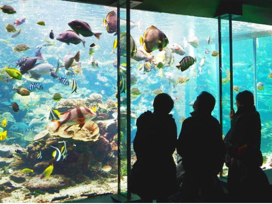串本海中公園水族館 前売り入場チケット