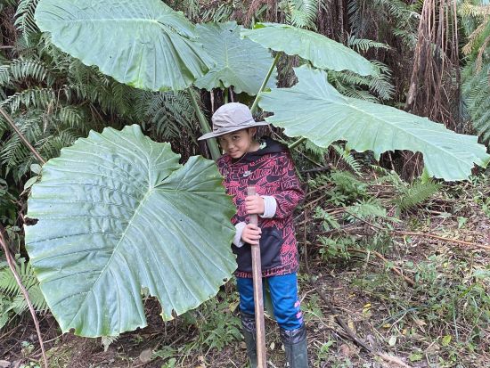 探検トレッキングツアー　奇跡の森「やんばる」の広大な敷地を舞台に自然で遊び、自然で学ぶ唯一無二のアクティビティ＜午前or午後／沖縄本島＞ 