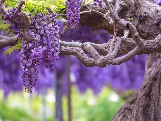 東京発日帰りバスツアー ひたち海浜公園「ネモフィラ」とあしかがフラワーパークで大藤「ふじのはな物語」のダブル鑑賞 ＜4月～5月／新宿駅発着  ＞
