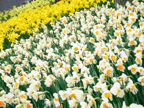 東京発日帰りバスツアー ひたち海浜公園「ネモフィラ」とあしかがフラワーパークで大藤「ふじのはな物語」のダブル鑑賞 ＜4月～5月／新宿駅発着  ＞