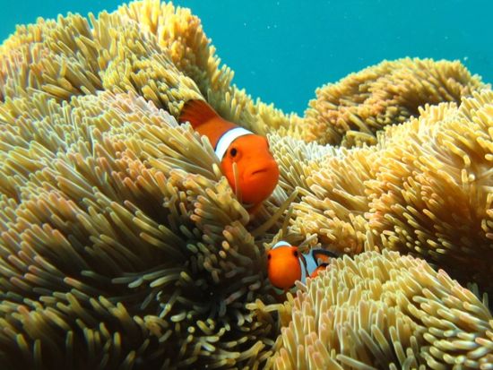 シュノーケルポイントまでバナナボートでライディング！万座毛を海から楽しめるシュノーケルツアー＜3歳～／グリーンフィンズ認定店／恩納村＞