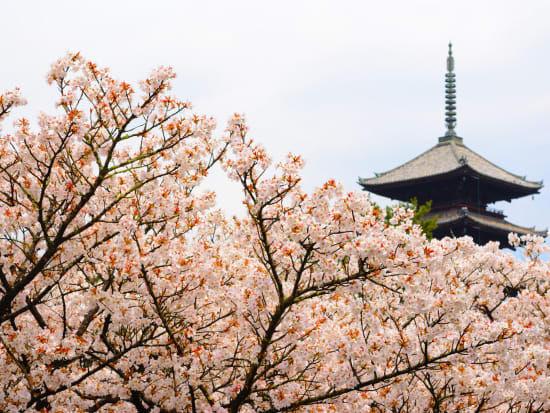 Ninnaji_Cherry Blossoms_shutterstock_630613028