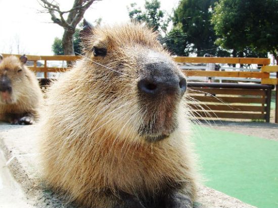 大山トム・ソーヤ牧場 前売り入場チケット