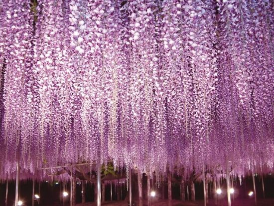 横浜発日帰りバスツアー ひたち海浜公園にて絶景「ネモフィラ」鑑賞＆あしかがフラワーパークでライトアップされた大藤棚も堪能＜4～5月／横浜駅発着＞