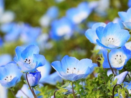 横浜発日帰りバスツアー ひたち海浜公園にて絶景「ネモフィラ」鑑賞＆あしかがフラワーパークでライトアップされた大藤棚も堪能＜4～5月／横浜駅発着＞