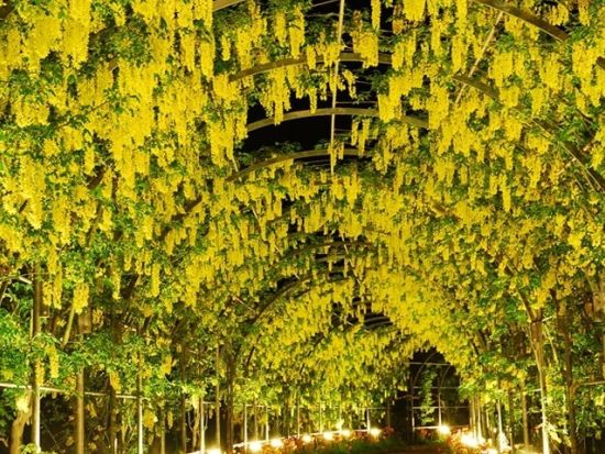 横浜発日帰りバスツアー ひたち海浜公園にて絶景「ネモフィラ」鑑賞＆あしかがフラワーパークでライトアップされた大藤棚も堪能＜4～5月／横浜駅発着＞