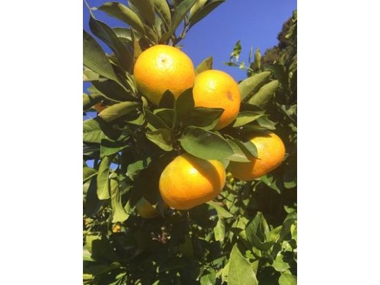 優峰園 前売り入場チケット