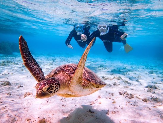 【宮古島／ウミガメシュノーケル】★絶賛セール中★ 口コミ高評価！安心の少人数制！プロガイドがしっかりサポート！《遭遇率99％／写真データ無料》