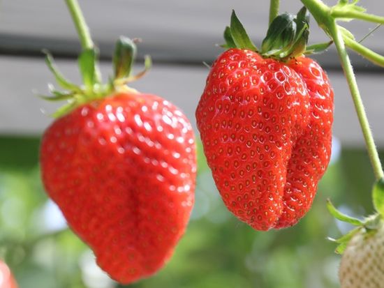 berry_tochi-otome_2 (1)