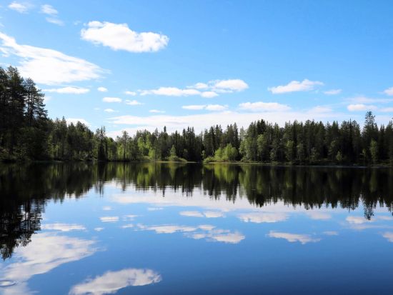 【春夏限定】フィンランドの森散策ツアー 深緑の爽やかな森を探検！＜5～9月／日本語／昼食付／ヘルシンキ発＞