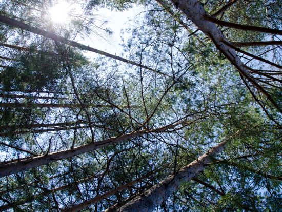 【春夏限定】フィンランドの森散策ツアー 深緑の爽やかな森を探検！＜5～9月／日本語／昼食付／ヘルシンキ発＞