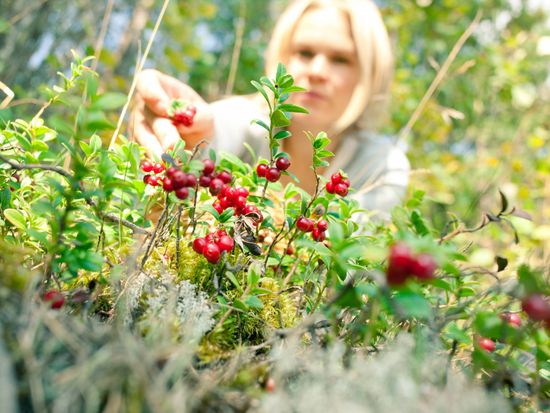 etusivukuva-puolukat-ja-nainen-poimii-visitfinland-elina-sirparanta-scaled