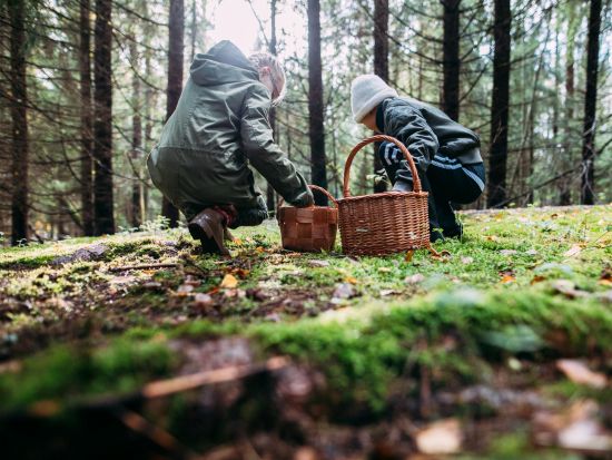 【春夏限定】フィンランドの森散策ツアー 深緑の爽やかな森を探検！＜5～9月／日本語／昼食付／ヘルシンキ発＞
