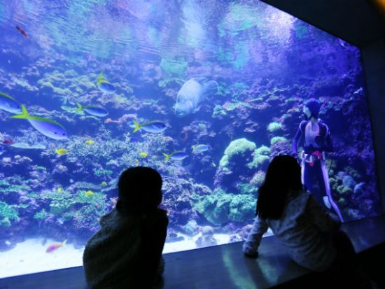 大分マリーンパレス水族館 「うみたまご」 前売り入場チケット