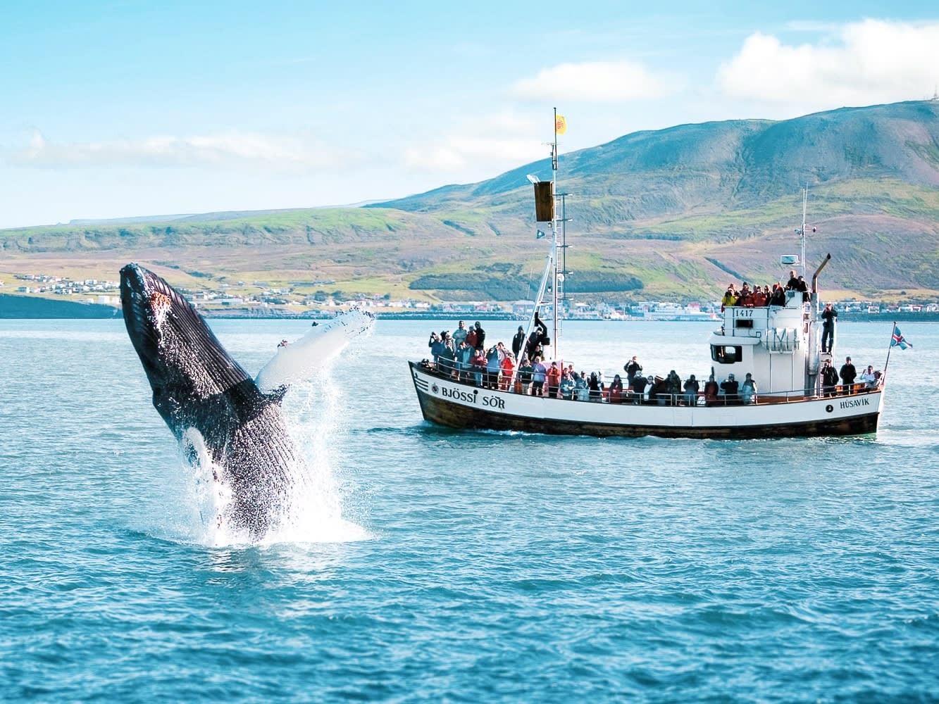 ホエールウォッチングツアー 野生のクジラやイルカ、海鳥の姿を間近に