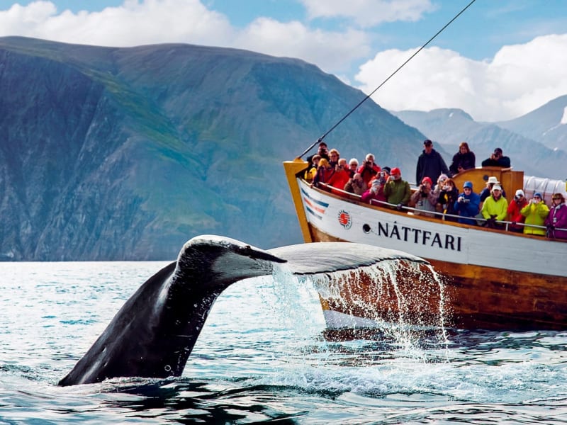 humpback-whale-fluke-in-front-of-nattfari (1)