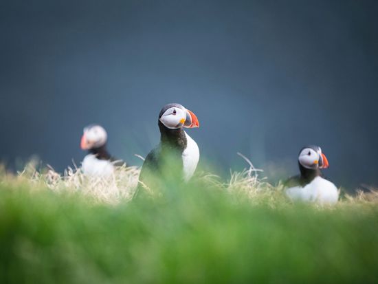 Puffins-of-Lundey-island