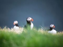 Puffins-of-Lundey-island