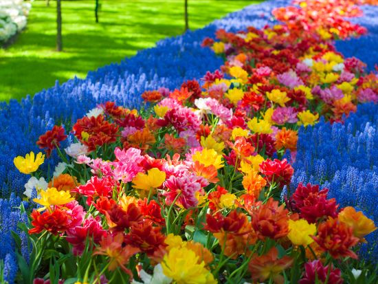 【2026年】3月19日～5月10日限定チューリップ咲くキューケンホフ公園 送迎ツアー＜貸切／日本語チャットサポート／アムステルダム発＞