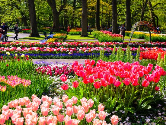 【2026年】3月19日～5月10日限定チューリップ咲くキューケンホフ公園 送迎ツアー＜貸切／日本語チャットサポート／アムステルダム発＞