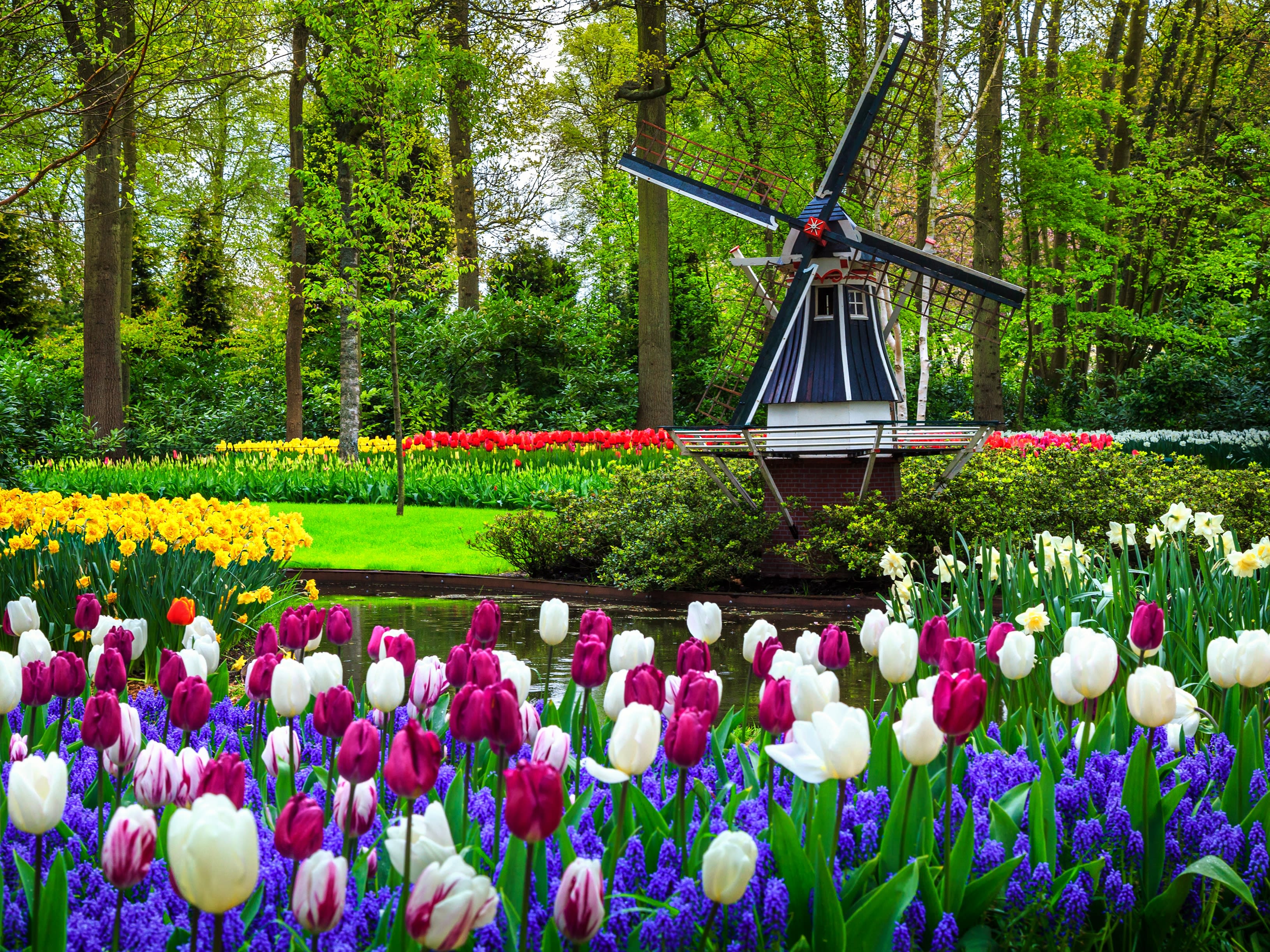 人気SALE得価□ オランダ キュウケンホフ公園 ⑦ 風景写真 額縁付 A3サイズ 自然、風景