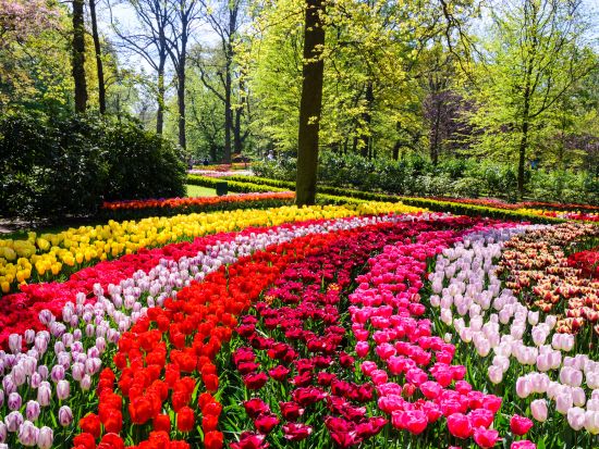 【2026年】3月19日～5月10日限定チューリップ咲くキューケンホフ公園 送迎ツアー＜貸切／日本語チャットサポート／アムステルダム発＞