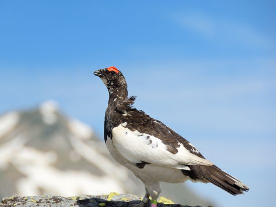まだ間に合う！金沢発着 立山黒部アルペンルート　雪の大谷日帰りバスツアー ますのすしミュージアムでの工場見学付き【2026】＜4～6月／1日＞