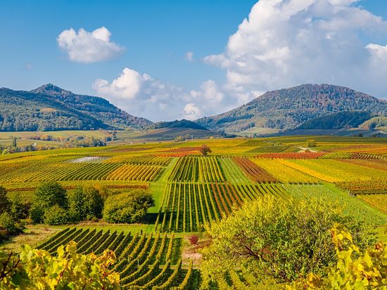 繝医ャ繝輔ｚ繝倥ｚ繝ｼ繧ｷ繧吝・逵歃竭･