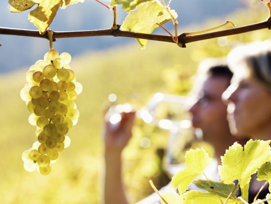 ドイツワイン在住日本人ソムリエと巡る！プレミアムワイナリーツアー　訪問先選択可能＜貸切／1日または半日／ワイン試飲あり／日本語ガイド＞