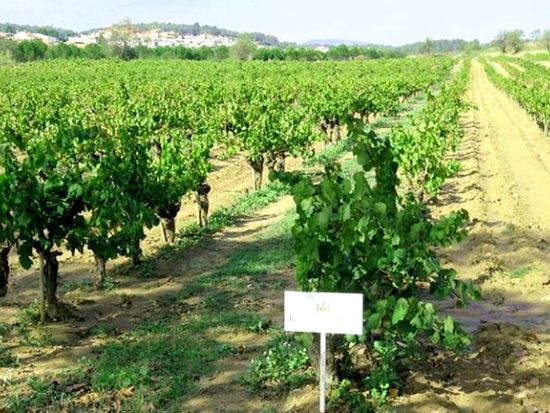 カヴァ発祥の老舗名門ワイナリー「コドルニウ」見学ツアー　試飲付き！世界最大級の地下貯蔵庫も見学＜混載／少人数制／午後／日本語／バルセロナ発＞