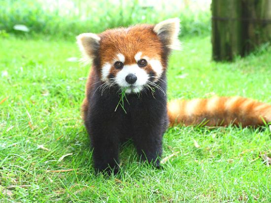 東北サファリパーク 前売り入場チケット