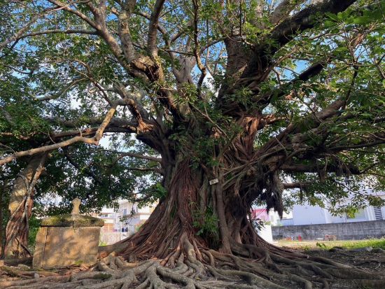 コザまちまーい　ウートートー 祈りの古集落古謝（こじゃ）で沖縄特有の祈りの文化を知ろう＜古謝地区／沖縄市＞