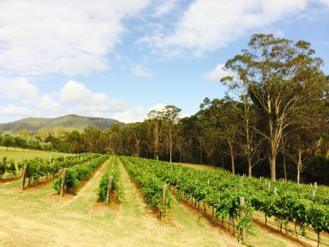 ハンター 1895年創業の老舗ワイナリー「タラック・ワイン（Tulloch winery）」で大人の贅沢！手作りチョコと味わう5種のワインテイスティング