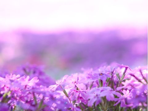 札幌発お花見バスツアー！一面に咲き誇るピンクの絨毯！芝ざくら滝上公園+かみゆうべつチューリップ公園+道の駅遠軽＜5月／札幌市内発着＞byコープトラベル