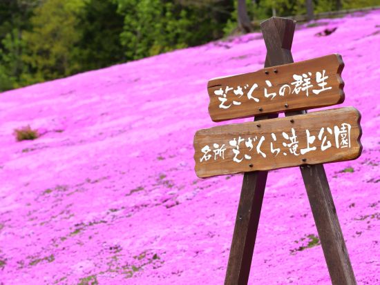 札幌発お花見バスツアー！一面に咲き誇るピンクの絨毯！芝ざくら滝上公園+かみゆうべつチューリップ公園+道の駅遠軽＜5月／札幌市内発着＞byコープトラベル