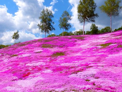札幌発お花見バスツアー！一面に咲き誇るピンクの絨毯！芝ざくら滝上公園+かみゆうべつチューリップ公園+道の駅遠軽＜5月／札幌市内発着＞byコープトラベル