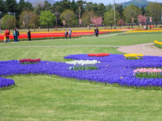 札幌発お花見バスツアー！一面に咲き誇るピンクの絨毯！芝ざくら滝上公園+かみゆうべつチューリップ公園+道の駅遠軽＜5月／札幌市内発着＞byコープトラベル