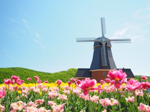 札幌発お花見バスツアー！一面に咲き誇るピンクの絨毯！芝ざくら滝上公園+かみゆうべつチューリップ公園+道の駅遠軽＜5月／札幌市内発着＞byコープトラベル