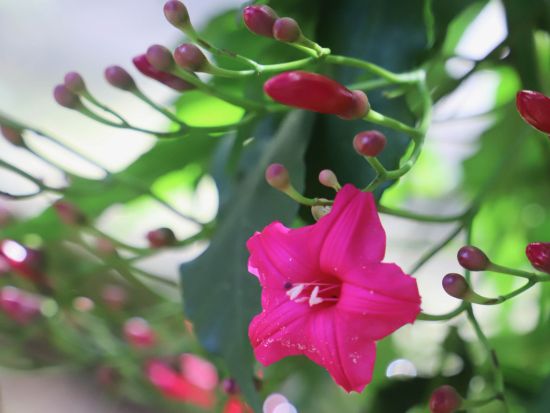 ワイメア滝ハイキングツアー　滝つぼ遊び付き！ノースショアの大自然に癒されながらハワイのカルチャー体験＜コーヒー農園での軽食＆渓谷ランチ付き＞