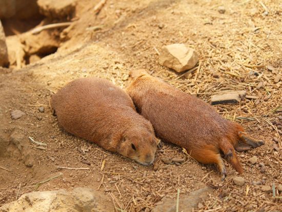 【熊本市内発着】貸切観光タクシー　阿蘇ファームランド＋阿蘇山中岳火口＋大観峰　空港や熊本駅へのお迎えも可能  ＜6時間＞ by 熊本タクシー