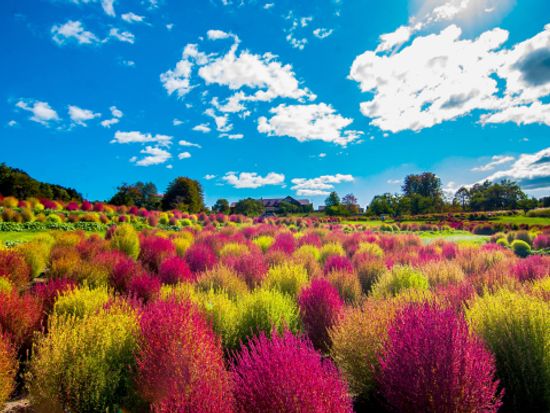 ゆにガーデン入園券｜北海道最大級32,000株のコキア絶景＆季節の花々を満喫！＜5～11月／由仁町＞