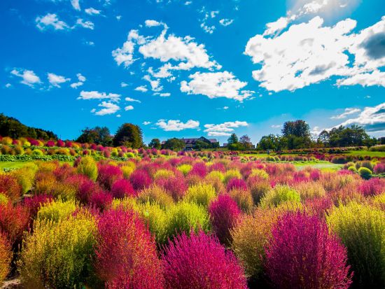 ゆにガーデン入園券｜北海道最大級32,000株のコキア絶景＆季節の花々を満喫！＜5～11月／由仁町＞