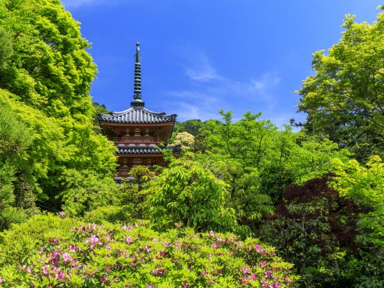 宇治バスツアー 一休寺＋三室戸寺＋萬福寺＋平等院と宇治散策（2026/6/6～29）＜昼食付／京都駅発＞by おこしバス（京都定期観光バス）