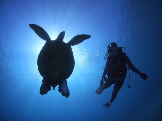 PADIアドバンスオープンウォーター　ダイビングライセンス取得コース＜2日間＞by アロハナダイバーズ