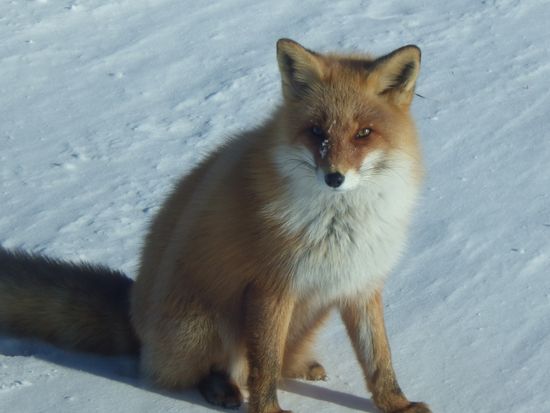 fox