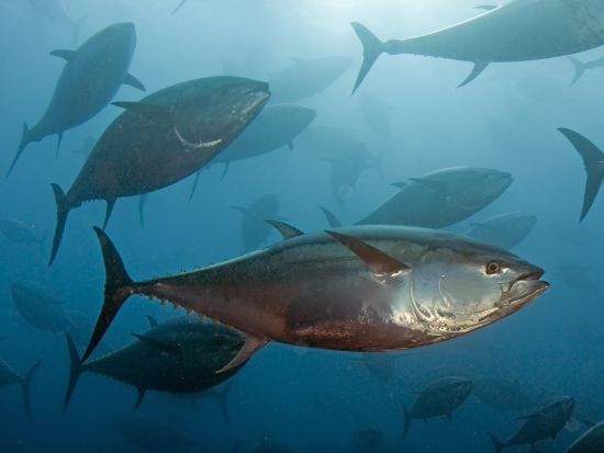 マルタ島 フィッシングツアー　釣り道具レンタル付き