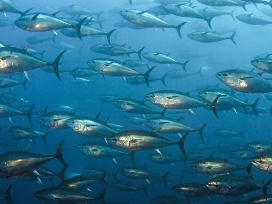 マルタ島 フィッシングツアー　釣り道具レンタル付き