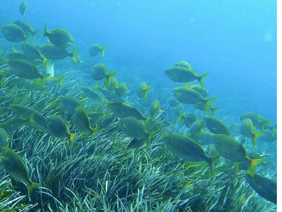 マルタ島 ファンダイビング　沈没船探索およびゴゾ島オプションあり ＜ビーチまたはボートエントリー／1～2ダイブ／英語インストラクター＞