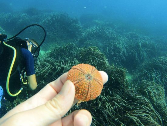 マルタ島 ファンダイビング　沈没船探索およびゴゾ島オプションあり ＜ビーチまたはボートエントリー／1～2ダイブ／英語インストラクター＞