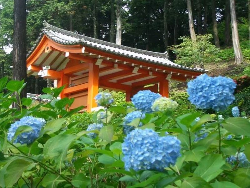 D2 三室戸寺（紫陽花(6.1-7.9)）